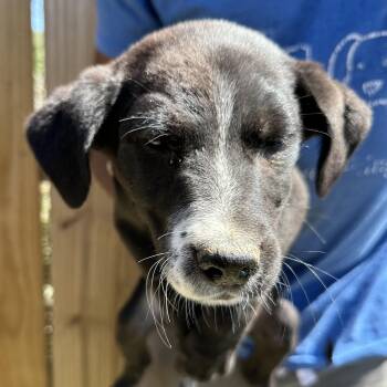 Labrador Retriever Dogs Available for Adoption - Bolt - Local April 10-12 | PetCurious