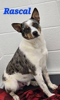Australian Cattle Dog Blue Heeler Dogs Available for Adoption in Mingus, Texas - Rascal | PetCurious