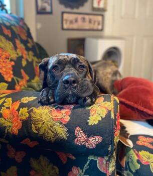 Freya Njördsdottir -  Mastiff Dog for Adoption in Salt Lake City, Utah - Freya Njördsdottir | PetCurious