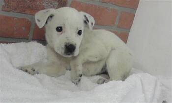 Staffordshire Bull Terrier and Mixed Breed Dogs Available for Adoption - A2057732 | PetCurious