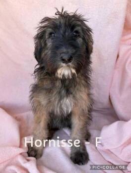 Hornisse -  German Shepherd Dog and Labradoodle Dog for Adoption in Waunakee, Wisconsin - Hornisse | PetCurious