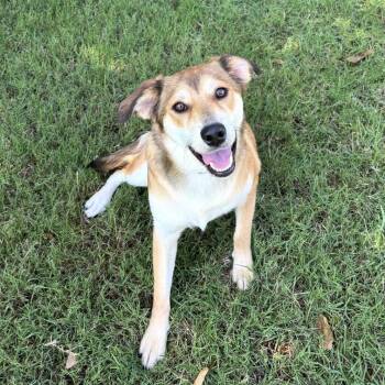 Maple -  Mixed Breed Dog Available for Adoption in Pelham, New Hampshire - Maple | PetCurious