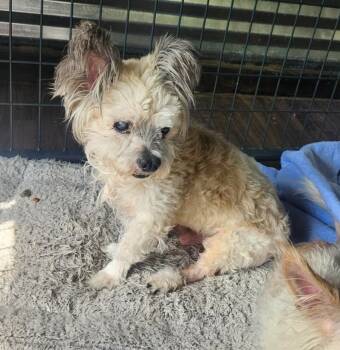 Rescue Terrier and Mixed Breed Dogs for Adoption in Severance, Colorado - Gizmo | PetCurious
