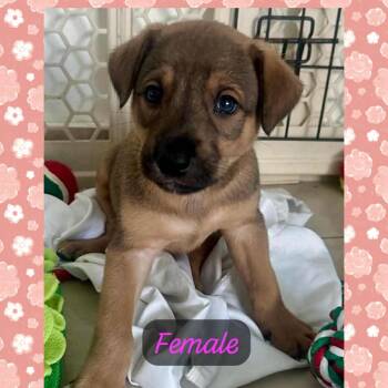 Labrador Retriever Dogs Available for Adoption - Helene | PetCurious