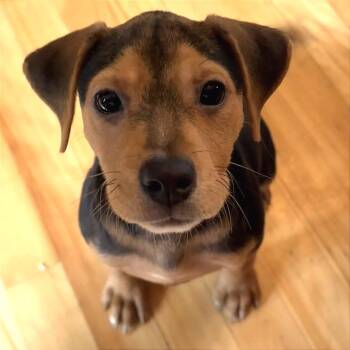 Shooting Star -  Chihuahua and Terrier Dog for Adoption in Minneapolis, Minnesota - Shooting Star | PetCurious