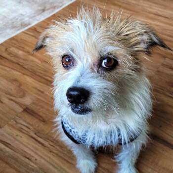 Rescue Jack Russell Terrier Dogs for Adoption in Houston, Texas - Valentino | PetCurious