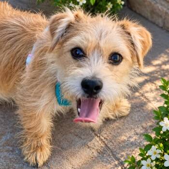 Shaggy -  Cairn Terrier and Border Terrier Dog for Adoption in Sacramento, California - Shaggy | PetCurious