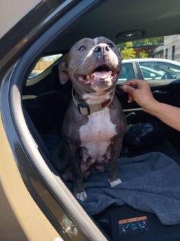 Holly Pie -  Mixed Breed Dog for Adoption in Atlanta, Georgia - Holly Pie | PetCurious