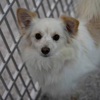 Maltese and Pomeranian Dogs Available for Adoption in Peyton, Colorado - River (MR26-366) | PetCurious