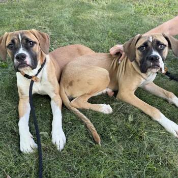 Rescue Boxer Dogs for Adoption in Chicago, Illinois - Brooklyn | PetCurious
