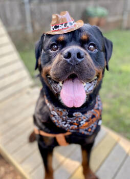 Rescue Rottweiler Dogs for Adoption in Austin, Texas - G-Bear | PetCurious