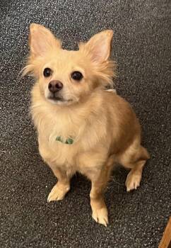 Pomeranian and Chihuahua Dogs Available for Adoption - Lindy | PetCurious