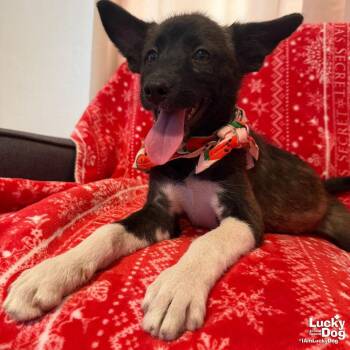 Gigi -  Shepherd and Terrier Dog Available for Adoption in Washington, District Of Columbia - Gigi | PetCurious