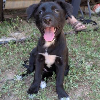 Very Cherry -  Black Labrador Retriever and Mixed Breed Dog for Adoption in Austin, Texas - Very Cherry | PetCurious