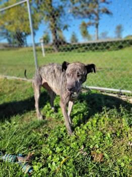 Rescue Terrier Dogs for Adoption in Chambersburg, Pennsylvania - Winnie | PetCurious