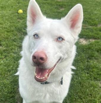 Mixed Breed and Husky Dogs Available for Adoption in Dubuque, Iowa - Alaska | PetCurious