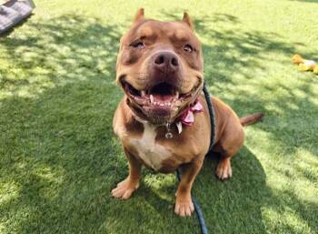 BETTY -  Pit Bull Terrier Dog for Adoption in San Jose, California - BETTY | PetCurious