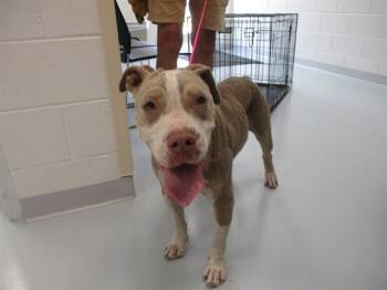 DOLPHIN -  American Staffordshire Terrier Dog for Adoption in Ocala, Florida - DOLPHIN | PetCurious