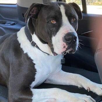 Fozzie Bear -  American Staffordshire Terrier and Mixed Breed Dog for Adoption in Houston, Texas - Fozzie Bear | PetCurious