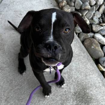 Rescue Pit Bull Terrier and Mixed Breed Dogs for Adoption in Greenville, South Carolina - Gremlin | PetCurious