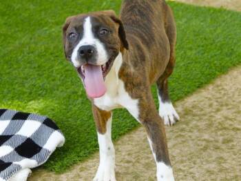 BOBBI -  Cane Corso and American Bulldog Dog for Adoption in Tallahassee, Florida - BOBBI | PetCurious