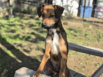 Rescue Hound Dogs for Adoption in Dover, Arkansas - Diana | PetCurious