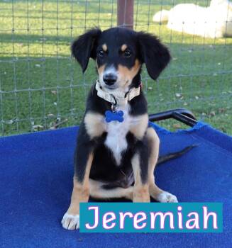 Jeremiah -  Australian Shepherd and Poodle Dog for Adoption in Fort Worth, Texas - Jeremiah | PetCurious