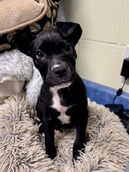 Flare -  Mixed Breed Dog for Adoption in St. Joseph, Michigan - Flare | PetCurious