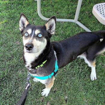 Mixed Breed Dogs Available for Adoption in Murray, Utah - Junior | PetCurious