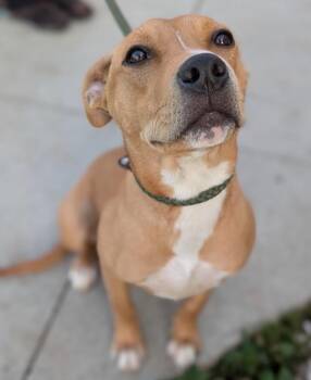 Applejack -  Terrier Dog for Adoption in Defiance, Ohio - Applejack | PetCurious
