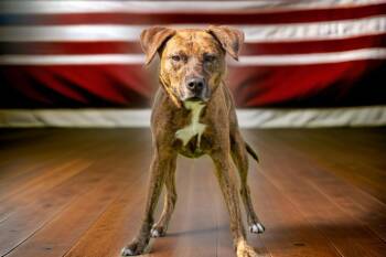 Rhodesian Ridgeback and Mixed Breed Dogs Available for Adoption in Sebastian, Florida - Castiel | PetCurious