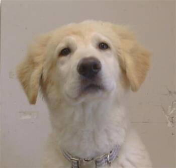 Great Pyrenees and Mixed Breed Dogs Available for Adoption in Sacramento, California - ZOUL | PetCurious