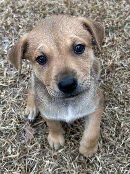 Dachshund and Rat Terrier Dogs Available for Adoption - Mrs Krabappel: The Simpson