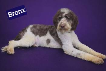 English Springer Spaniel and Poodle Dogs Available for Adoption - Bronx | PetCurious