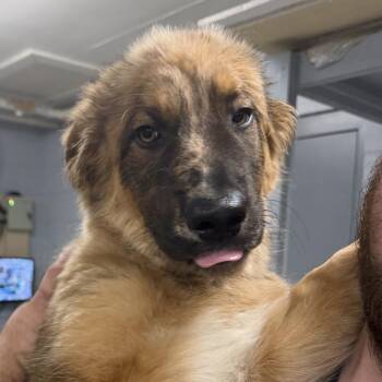 Wookiee -  Shepherd and Saint Bernard Dog for Adoption in Marion, Virginia - Wookiee | PetCurious