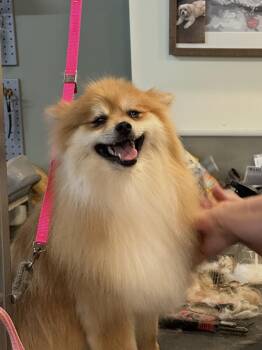 Spice -  Pomeranian Dog for Adoption in Chester Springs, Pennsylvania - Spice | PetCurious