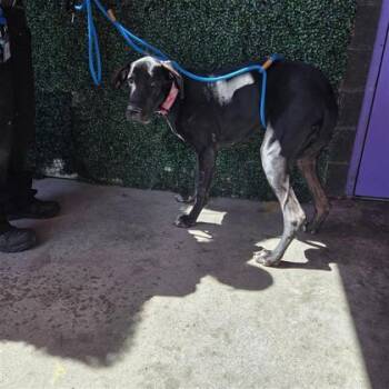 61195921 -  Great Dane and Mixed Breed Dog for Adoption in El Paso, Texas - 61195921 | PetCurious