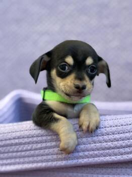 Chiweenie Dogs Available for Adoption - Iris | PetCurious