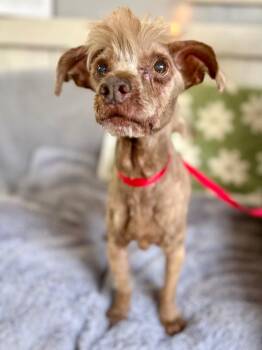 Yorkshire Terrier Dogs Available for Adoption in Fort Worth, Texas - Oui-Oui | PetCurious