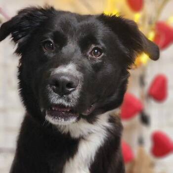 Border Collie Dogs Available for Adoption - Penny | PetCurious