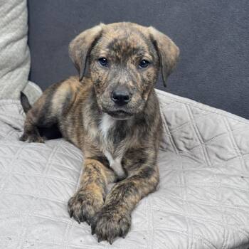 Labrador Retriever and Plott Hound Dogs Available for Adoption in Atlanta, Texas - Percy  | PetCurious