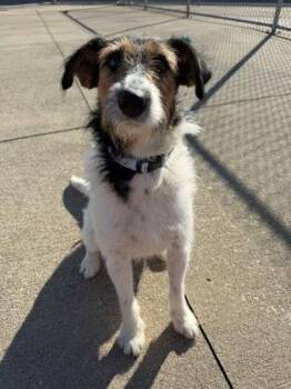 Mixed Breed Dogs Available for Adoption in Westland, Michigan - Malina | PetCurious