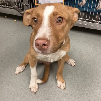 Rescue Shepherd and Mixed Breed Dogs for Adoption in Abilene, Texas - Thyme | PetCurious