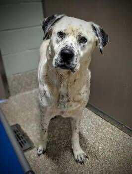 Great Pyrenees Dogs Available for Adoption in Clyde, North Carolina - MAGGIE | PetCurious