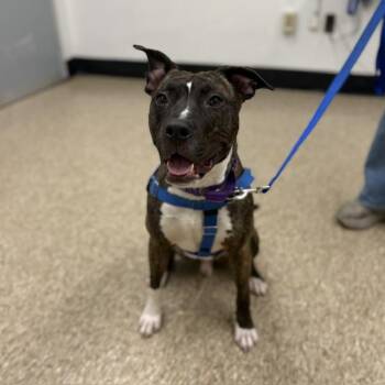 Australian Cattle Dog Blue Heeler and Black Mouth Cur Dogs Available for Adoption in Boston, Massachusetts - TRUE | PetCurious