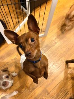 Eugene -  Chihuahua and Dachshund Dog for Adoption in New London, Wisconsin - Eugene | PetCurious