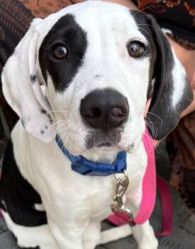 Pongo -  Great Dane Dog for Adoption in Elizabethton, Tennessee - Pongo | PetCurious