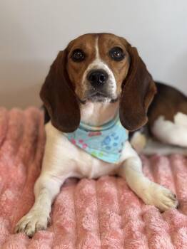 Glory Bea -  Beagle Dog for Adoption in Meherrin, Virginia - Glory Bea | PetCurious