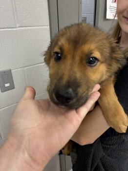 Mongo -  German Shepherd Dog Dog for Adoption in Raleigh, North Carolina - Mongo | PetCurious