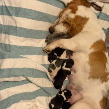 Griff -  Basset Hound Dog Available for Adoption in Lakewood Ranch, Florida - Griff | PetCurious